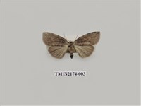 藏品(雙帶波紋蛾)的圖片